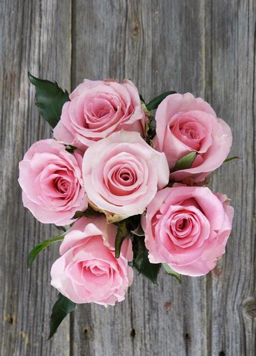 JESSIKA 40- LIGHT PINK ROSES